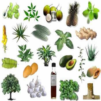 Fitoterapia (Plantas medicinais)